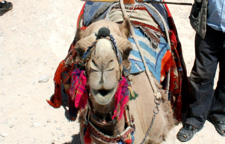 18.faccia di cammello