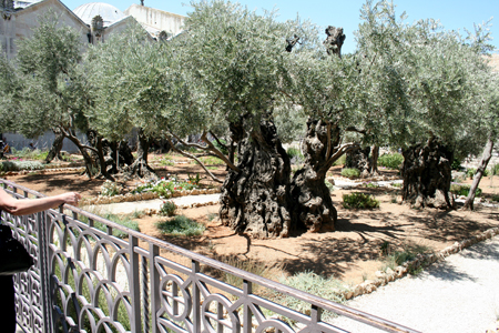 10.orto degli ulivi
